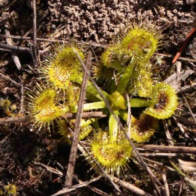 Drosera (genus) (A Sundew) at O'Connor, ACT - 4 Sep 2024 by ConBoekel