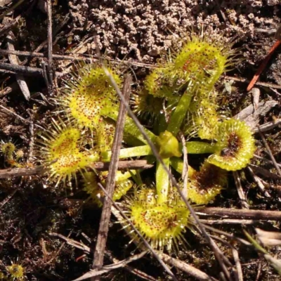 Drosera sp. (A Sundew) at O'Connor, ACT - 4 Sep 2024 by ConBoekel