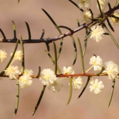 Acacia genistifolia (Early Wattle) at O'Connor, ACT - 4 Sep 2024 by ConBoekel