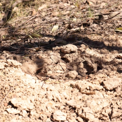 Tachyglossus aculeatus (Short-beaked Echidna) at O'Connor, ACT - 4 Sep 2024 by ConBoekel