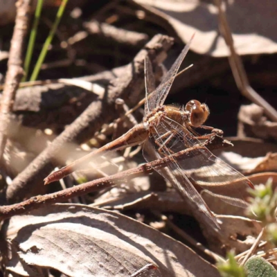 Diplacodes bipunctata (Wandering Percher) at O'Connor, ACT - 4 Sep 2024 by ConBoekel