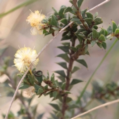 Acacia gunnii (Ploughshare Wattle) at O'Connor, ACT - 4 Sep 2024 by ConBoekel