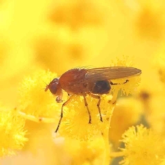 Rhagadolyra magnicornis (Lauxaniid fly) at O'Connor, ACT - 4 Sep 2024 by ConBoekel