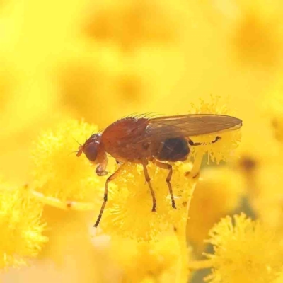 Rhagadolyra magnicornis (Lauxaniid fly) at O'Connor, ACT - 4 Sep 2024 by ConBoekel