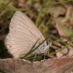 Zizina otis (Common Grass-Blue) at O'Connor, ACT - 4 Sep 2024 by ConBoekel