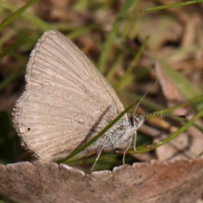 Zizina otis (Common Grass-Blue) at O'Connor, ACT - 4 Sep 2024 by ConBoekel