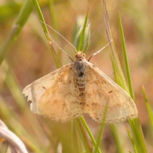 Scopula rubraria at O'Connor, ACT - 4 Sep 2024 01:26 PM