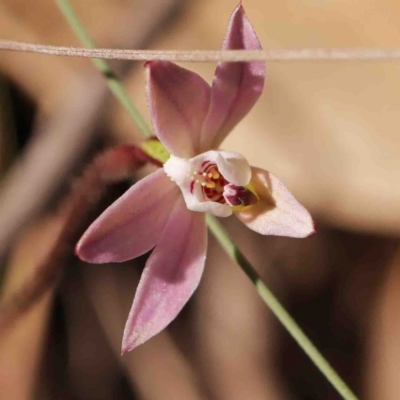 Caladenia fuscata (Dusky Fingers) at O'Connor, ACT - 4 Sep 2024 by ConBoekel