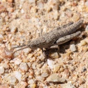 Coryphistes ruricola at Booth, ACT - 3 Sep 2024 12:33 PM