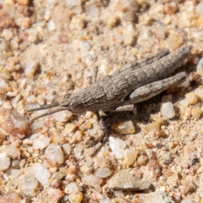 Coryphistes ruricola (Bark-mimicking Grasshopper) at Booth, ACT - 3 Sep 2024 by SWishart