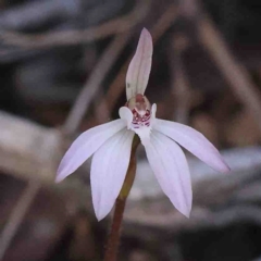 Caladenia fuscata (Dusky Fingers) at O'Connor, ACT - 4 Sep 2024 by ConBoekel