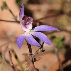 Cyanicula caerulea (Blue Fingers, Blue Fairies) at Bruce, ACT - 4 Sep 2024 by ConBoekel