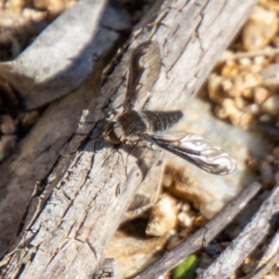 Aleucosia sp. (genus) (Bee Fly) at Booth, ACT - 3 Sep 2024 by SWishart