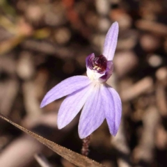 Cyanicula caerulea (Blue Fingers, Blue Fairies) at Bruce, ACT - 4 Sep 2024 by ConBoekel