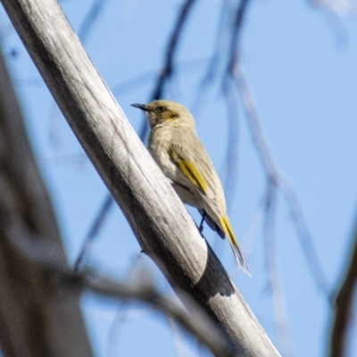 Ptilotula fusca (Fuscous Honeyeater) at Booth, ACT - 3 Sep 2024 by SWishart