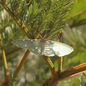 Chlorocoma assimilis at O'Connor, ACT - 4 Sep 2024