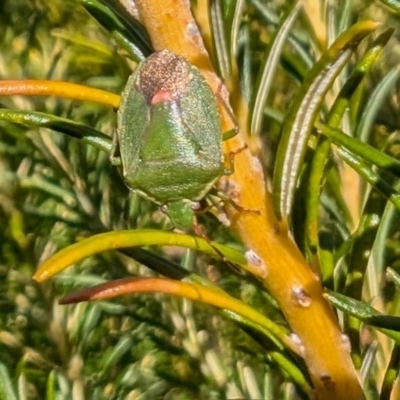 Ocirrhoe lutescens (A shield bug) at Yass River, NSW - 3 Sep 2024 by SenexRugosus