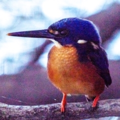 Ceyx azureus (Azure Kingfisher) at Bundaberg North, QLD - 12 Jun 2024 by Petesteamer