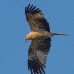 Haliastur sphenurus (Whistling Kite) at Bundaberg North, QLD - 15 Jun 2024 by Petesteamer