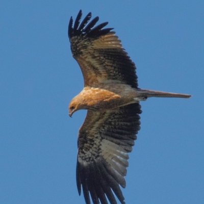 Haliastur sphenurus (Whistling Kite) at Bundaberg North, QLD - 15 Jun 2024 by Petesteamer