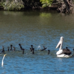 Phalacrocorax sulcirostris (Little Black Cormorant) at Bundaberg North, QLD - 10 Jun 2024 by Petesteamer