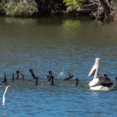 Phalacrocorax sulcirostris (Little Black Cormorant) at Bundaberg North, QLD - 10 Jun 2024 by Petesteamer