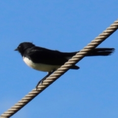 Rhipidura leucophrys (Willie Wagtail) at Kangaroo Valley, NSW - 5 Sep 2024 by lbradley