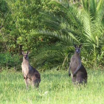 Macropus giganteus (Eastern Grey Kangaroo) at Kangaroo Valley, NSW - 5 Sep 2024 by lbradley