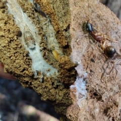 Ledromorpha planirostris at Rangeville, QLD - 3 Sep 2024 by LyndalT