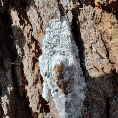 Chalcididae (family) at Ipswich, QLD - 4 Sep 2024 by LyndalT