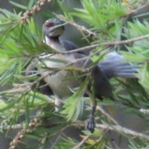 Philemon corniculatus at Kangaroo Valley, NSW - suppressed