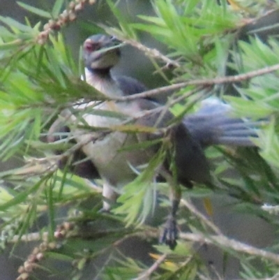 Philemon corniculatus (Noisy Friarbird) at Kangaroo Valley, NSW - 5 Sep 2024 by lbradley