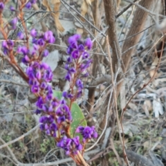 Hardenbergia violacea (False Sarsaparilla) at O'Malley, ACT - 5 Sep 2024 by Mike