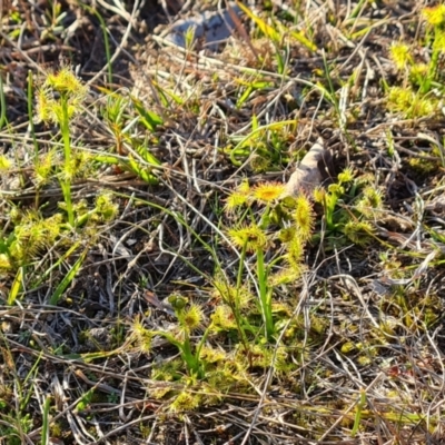 Drosera gunniana (Pale Sundew) at O'Malley, ACT - 5 Sep 2024 by Mike