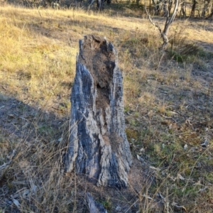 Papyrius sp. (genus) at O'Malley, ACT - suppressed