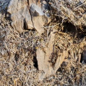 Papyrius sp. (genus) at O'Malley, ACT - suppressed