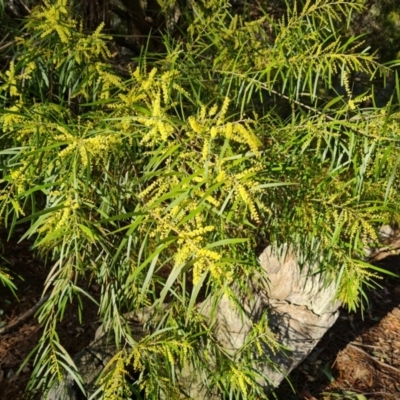 Acacia floribunda (White Sally Wattle, Gossamer Wattle) at O'Malley, ACT - 5 Sep 2024 by Mike