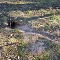 Oryctolagus cuniculus (European Rabbit) at O'Malley, ACT - 5 Sep 2024 by Mike