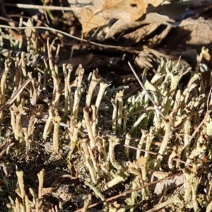 Cladonia sp. (genus) at O'Malley, ACT - 5 Sep 2024