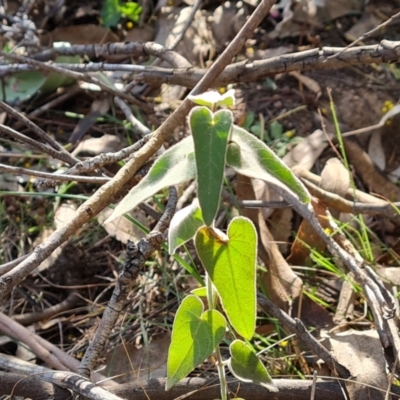 Oxypetalum coeruleum (Tweedia or Southern Star) at O'Malley, ACT - 5 Sep 2024 by Mike