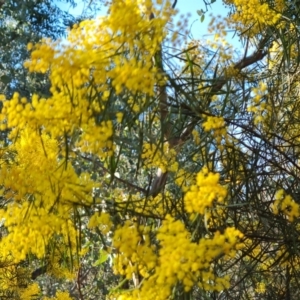 Acacia boormanii at O'Malley, ACT - 5 Sep 2024