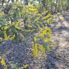 Acacia dealbata subsp. dealbata (Silver Wattle) at O'Malley, ACT - 5 Sep 2024 by Mike