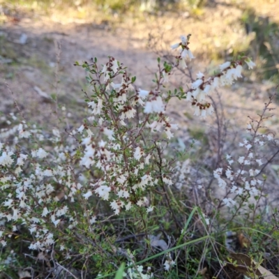 Cryptandra amara (Bitter Cryptandra) at O'Malley, ACT - 5 Sep 2024 by Mike