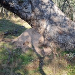 Nasutitermes exitiosus (Snouted termite, Gluegun termite) at O'Malley, ACT - 5 Sep 2024 by Mike