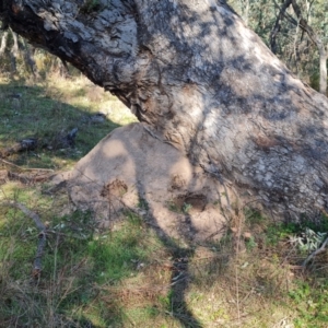 Nasutitermes exitiosus at O'Malley, ACT - suppressed