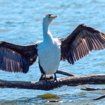 Phalacrocorax varius (Pied Cormorant) at Bundaberg North, QLD - 10 Jun 2024 by Petesteamer