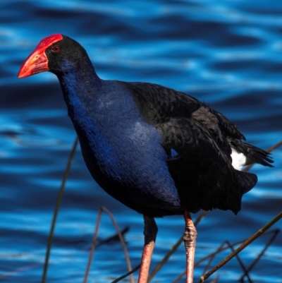 Porphyrio melanotus (Australasian Swamphen) at Bundaberg North, QLD - 10 Jun 2024 by Petesteamer