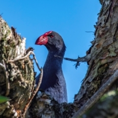 Porphyrio melanotus at Bundaberg North, QLD - 10 Jun 2024 12:11 PM