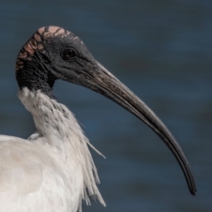 Threskiornis molucca (Australian White Ibis) at Bundaberg North, QLD - 10 Jun 2024 by Petesteamer