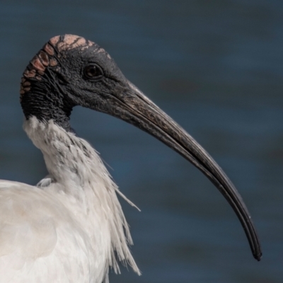 Threskiornis molucca (Australian White Ibis) at Bundaberg North, QLD - 10 Jun 2024 by Petesteamer